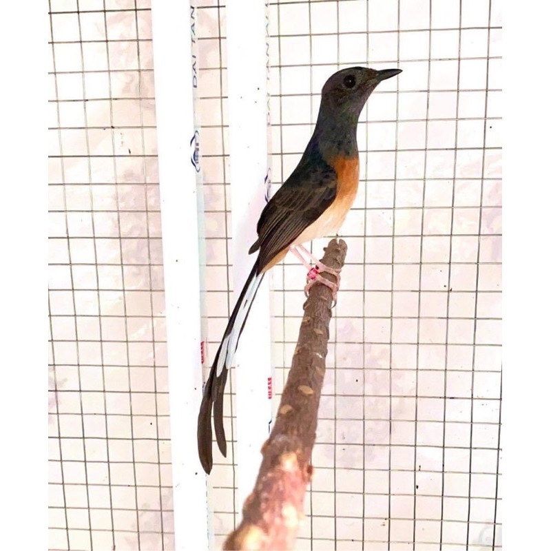 Vòng /nhẫn đeo chân chim choè lửa , than  .