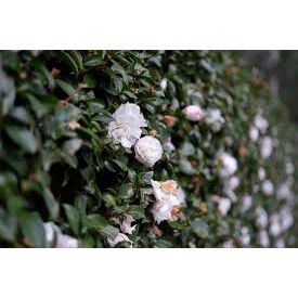 Ống kính Viltrox 33mm F1.4 Auto Focus (Fuji / Sony / Canon) | Chính Hãng