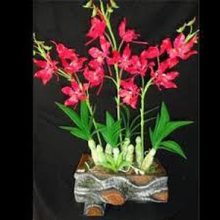 CỦ ĐỊA LAN BẦU RƯỢU