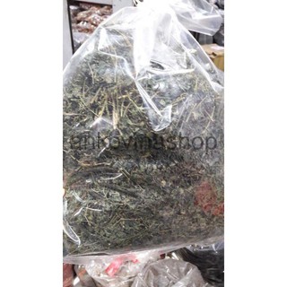 Giảo Cổ Lam chuẩn Sapa 1 kg to đùng