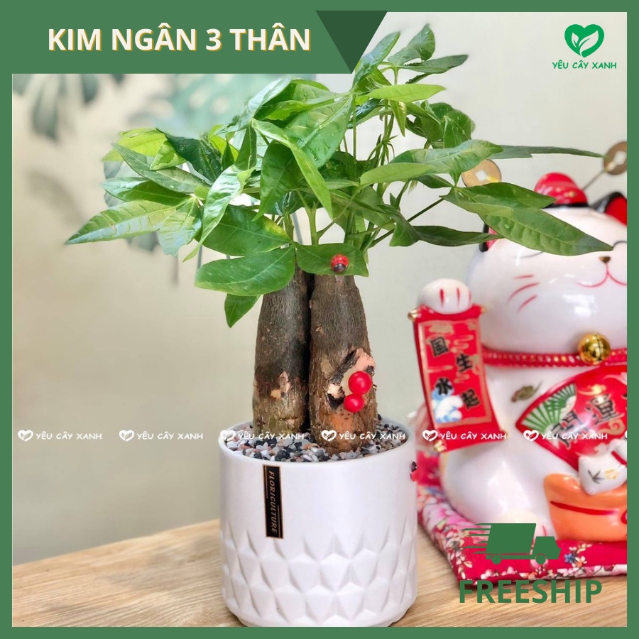 Cây Kim Ngân ba thân - Kim Ngân tam lộc để bàn