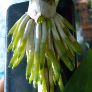 Kích rễ Exotic Thái Lan