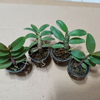 Hoa lan phi điệp Nù Tali 68 giống