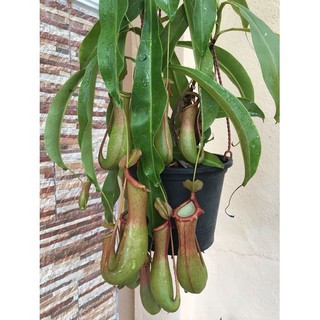 Hạt giống cây nắp ấm