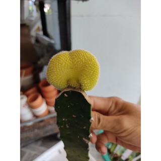 Xương rồng tháp - nhiều mẫu