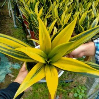 Lưỡi hổ Hoàng kim( giống mới)