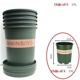 Chậu mon chính hãng hàng nhập khẩu 5 gal