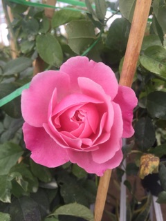 Hồng leo pháp Soeur emmanuelle