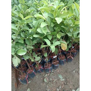 Cây Giống Ổi không hạt