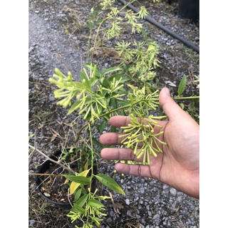 Caykiengsadec Cây dạ lý hương