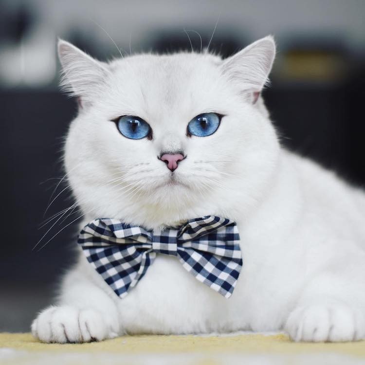 MiaPetshop, Cửa hàng trực tuyến | Shopee Việt Nam