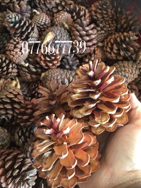 Combo 3kg 3 loại trái thông lớn- trung-nhỏ