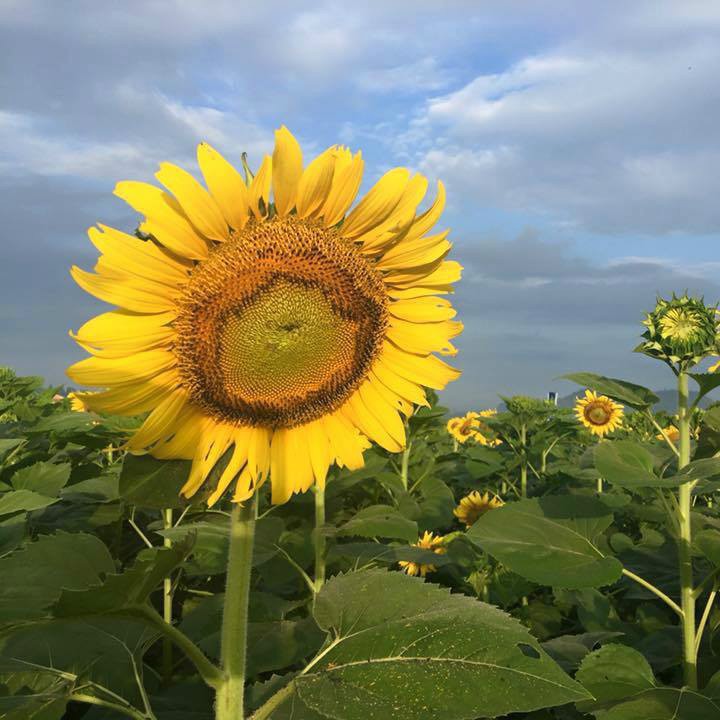 Hạt Giống Hoa Hướng Dương Khổng Lồ Voi Ma Mút [Gói 20 Hạt]