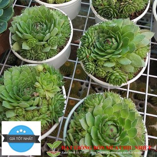 Hạt giống sen đá phật bà 20 hạt