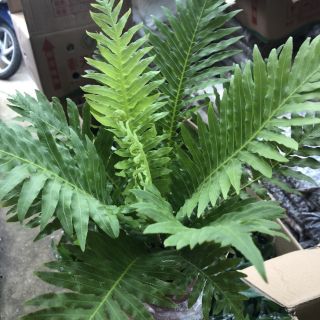 Combo 3 cây và chậu