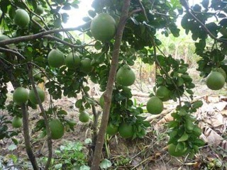 BƯỞI DA XANH RUỘT HỒNG 