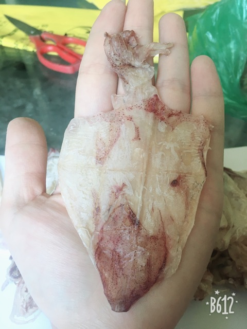 Combo 15 con Mực câu mini [ SIÊU SALE] #4,8k/ con | BigBuy360 - bigbuy360.vn