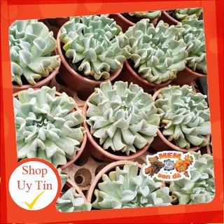 sen đá Cúc lớn🍏 |FREESHIP| 🔥 XỨ NÓNG, ĐÃ THUẦN KHÍ HẬU, KHOẺ ĐẸP 🍏 LỖI 1 ĐỔI 1