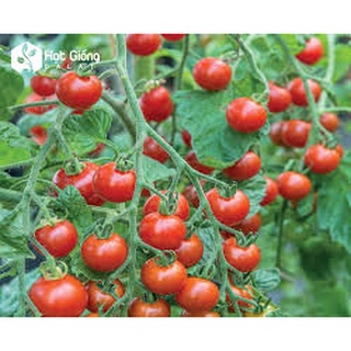 Hạt giống Cà chua Cherry đỏ lai F1 Rado 640 RD gói 0.1gr