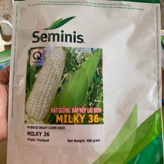 HẠT GIỐNG BẮP NẾP LAI ĐƠN MILKY 36 xuất xứ Thái Lan bịch 500g