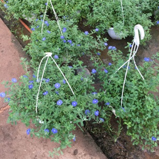 Chậu treo hoa thanh tú