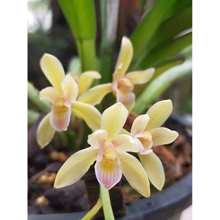 Hoa lan kiếm Hoàng Yến