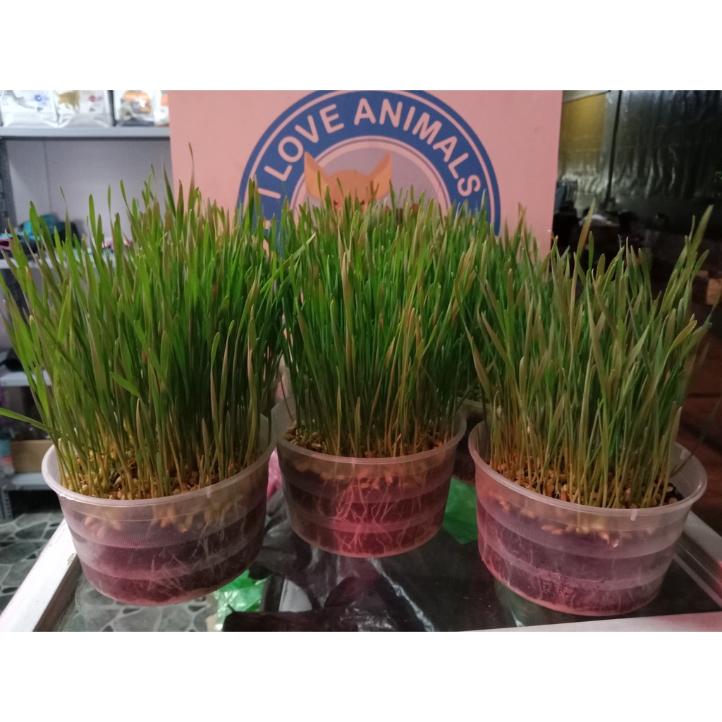 Cỏ Mèo - cỏ tươi trồng sẵn ( chỉ giao hỏa tốc)