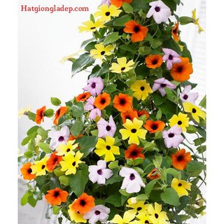 Hạt Giống Hoa Ánh Dương Mix