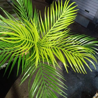 Bụi cây dừa - bụi lá dừa giả cao 50cm