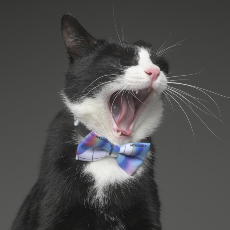 HamshMoc Vòng cổ hình nơ mềm mại dễ thương cho thú cưng