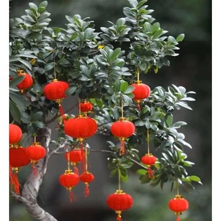 Đèn lồng nhung treo cành đào, cây quất Size nhỏ
