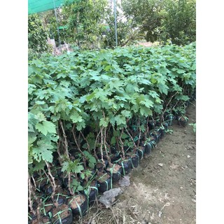 3 cây giống nho ngón tay