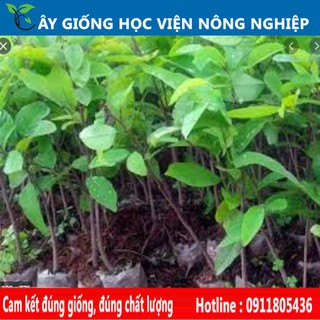 cây na dai chuẩn giống F1