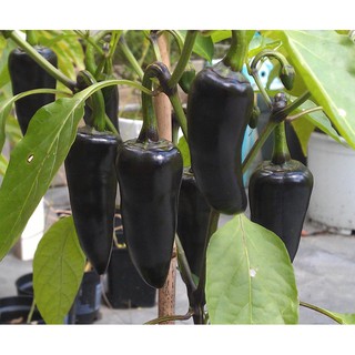 [Hạt giống Mỹ] Hạt giống ớt đen cay Hungari - tỷ lệ nảy mầm 85%