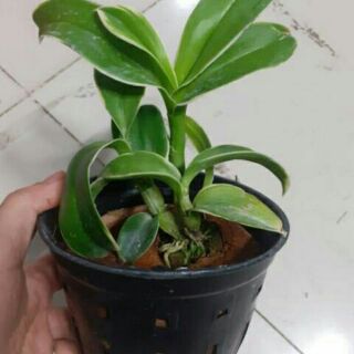 Denro đột biến lá