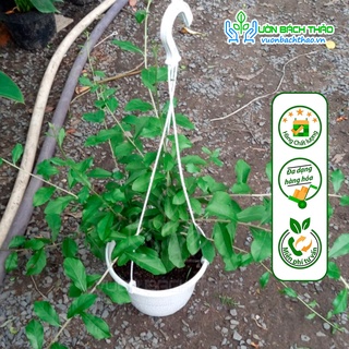 Cúc tần ấn độ chậu treo chịu nắng cực tốt - Vườn Bách Thảo