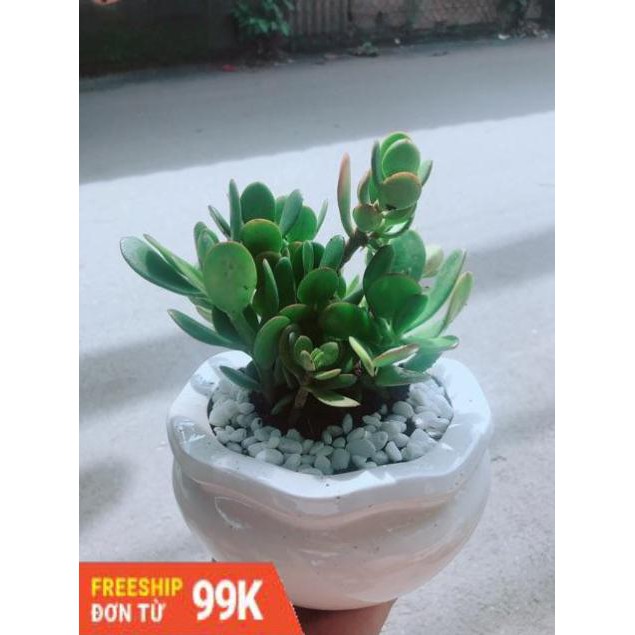 Chậu Cây Ngọc Bích