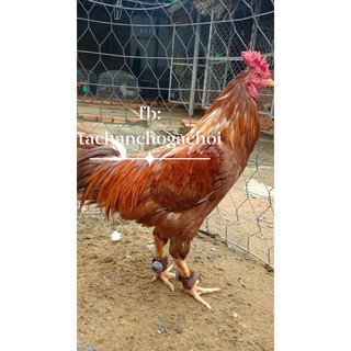 Tạ chân cho gà nòi- tạ chân tập lực cho gà nòi