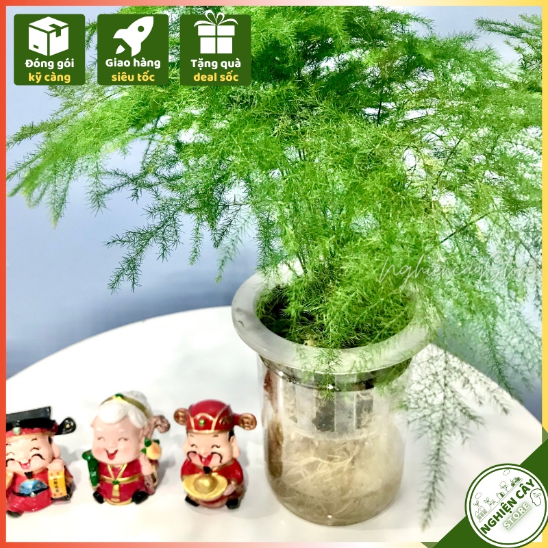 Cây thủy tùng thủy sinh để bàn, mang may mắn, dễ chắm sóc