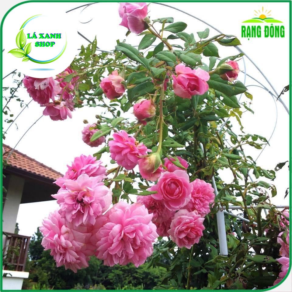 Hạt giống Hoa Hồng Leo Pháp Nhiều Màu (gói 10 hạt) - Hạt Giống Rạng Đông