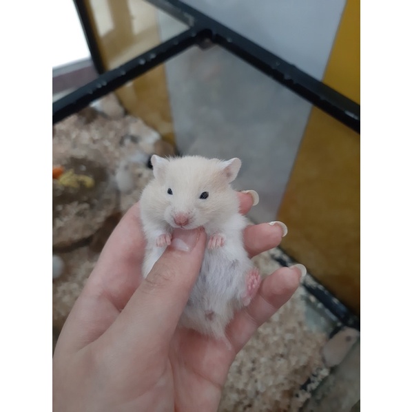 Chuột Hamster BEAR đủ màu