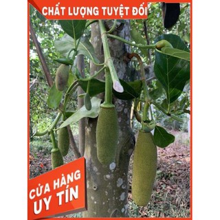 Cây Mít Malaysia - Mít Trái Dài