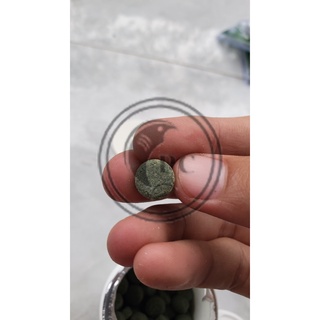 Viên thức ăn dán bể cá cảnh thủy sinh