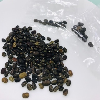 Hạt giống hoa đậu biếc ( 40hạt )