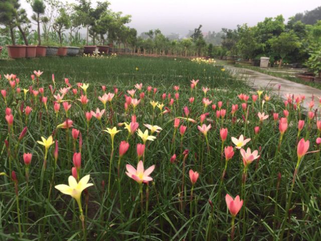 1 củ huệ mưa màu hường