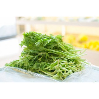 Hạt giống cải đuôi phụng