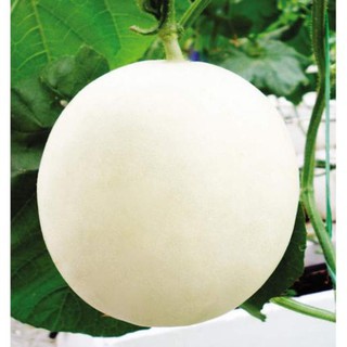 20 Hạt giống dưa lê trăng