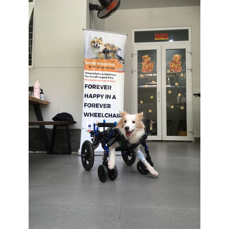 Xe lăn chó 4 bánh size L thanh đỡ cằm AMERICA Dog wheelchair 4 wheels full support with chin rest America technology