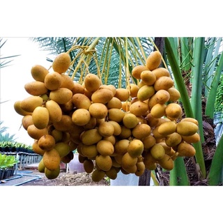 cây chà là giống siêu trái