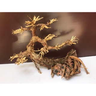 Lũa Bonsai thả bể cá thuỷ sinh C25xD30